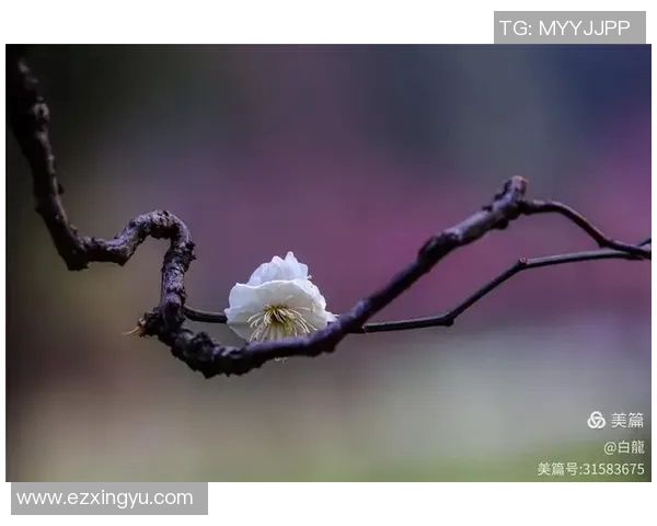 夕梅映晚霞，孤影独行思故乡，岁月如歌情更浓